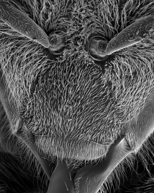 Микроскопические фотографии пчелы от Роуз-Линн Фишер (Rose-Lynn Fisher)