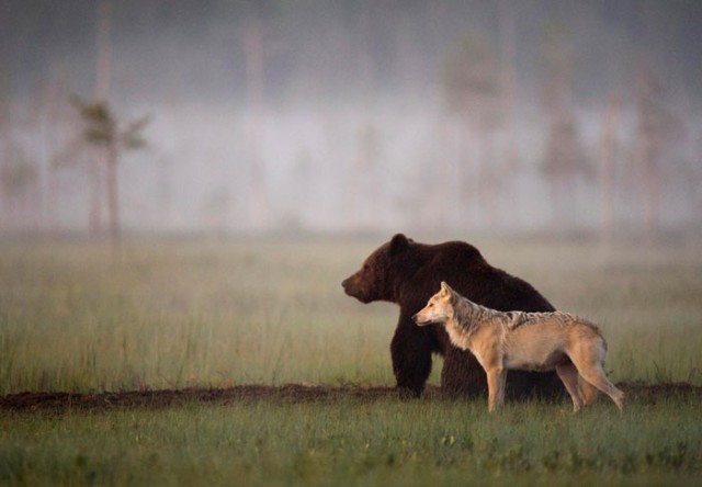 Финский фотоохотник Ласси Раутиайнен сделал уникальные кадры – как дружат волчица и бурый медведь