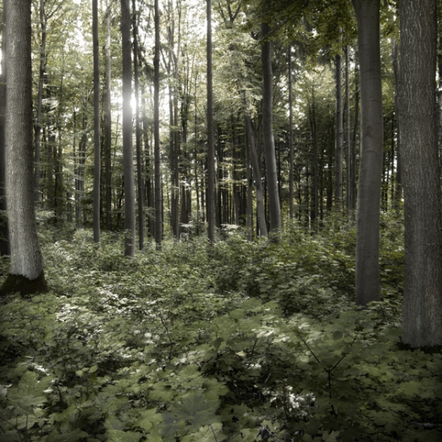 Фото Юргена Хекеля (Jurgen Heckel) - просвет в лесу