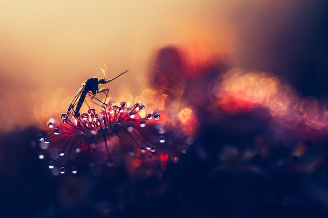 «Серийный убийца» насекомых - хищное растение росянка в макрофотографиях Джони Нимела