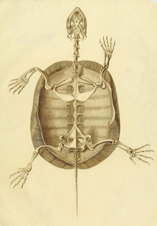 Внутренний мир черепахи в анатомических рисунках немецкого натуралиста ХIX века