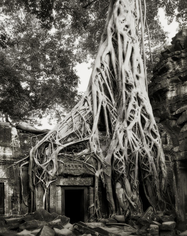 Деревья древние как мир в фотографиях из 14-летнего путешествия