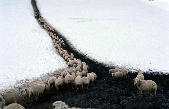 «Путь пастуха». Фотограф Дмитрий Гомберг