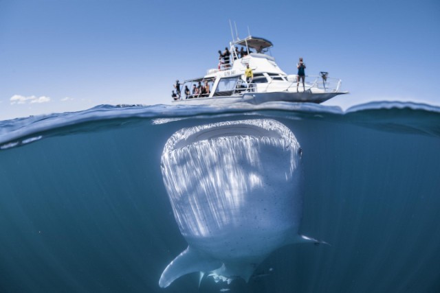 Гигантская китовая акула с огромным ртом подплыла под лодку с туристами