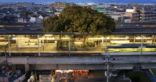 Железнодорожную станцию построили вокруг 700-летнего дерева