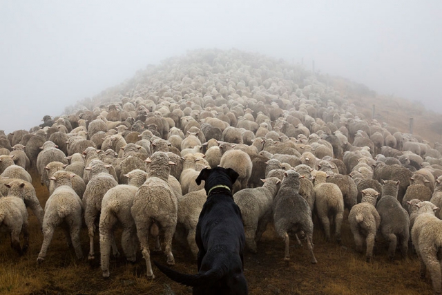 Портреты самых трудолюбивых собак в мире от Эндрю Флейдбо