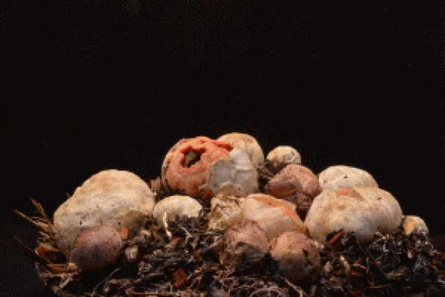 Как растут грибы - 8 завораживающих гифок