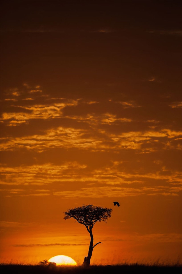 Фантастические закаты в Масаи Мара. Фотограф Пол Гольдштейн