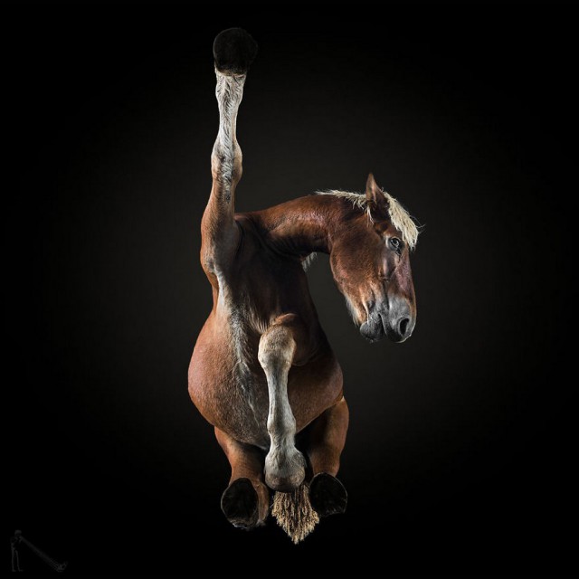 Под конём – самая сложная фотосессия Андриуса Бурбы