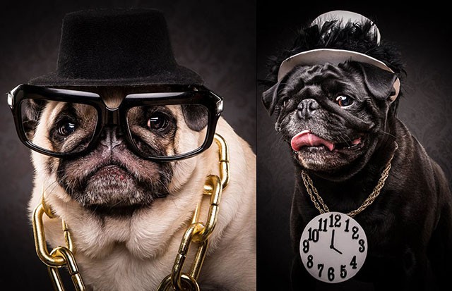 Фотопроект Адама Джекман-Мура: портреты мопсов в стиле исполнителей хип-хопа 80-х и 90-х