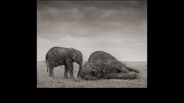 Исчезающий мир дикой природы Африки в фотографиях Ника Брандта (Nick Brandt)