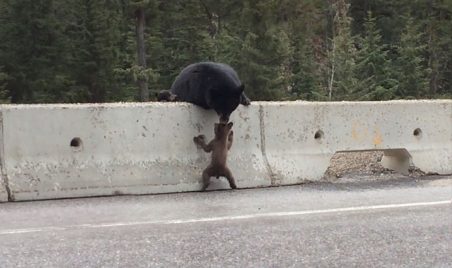 Мама-медведица спасает маленького медвежонка на оживленном шоссе - видео