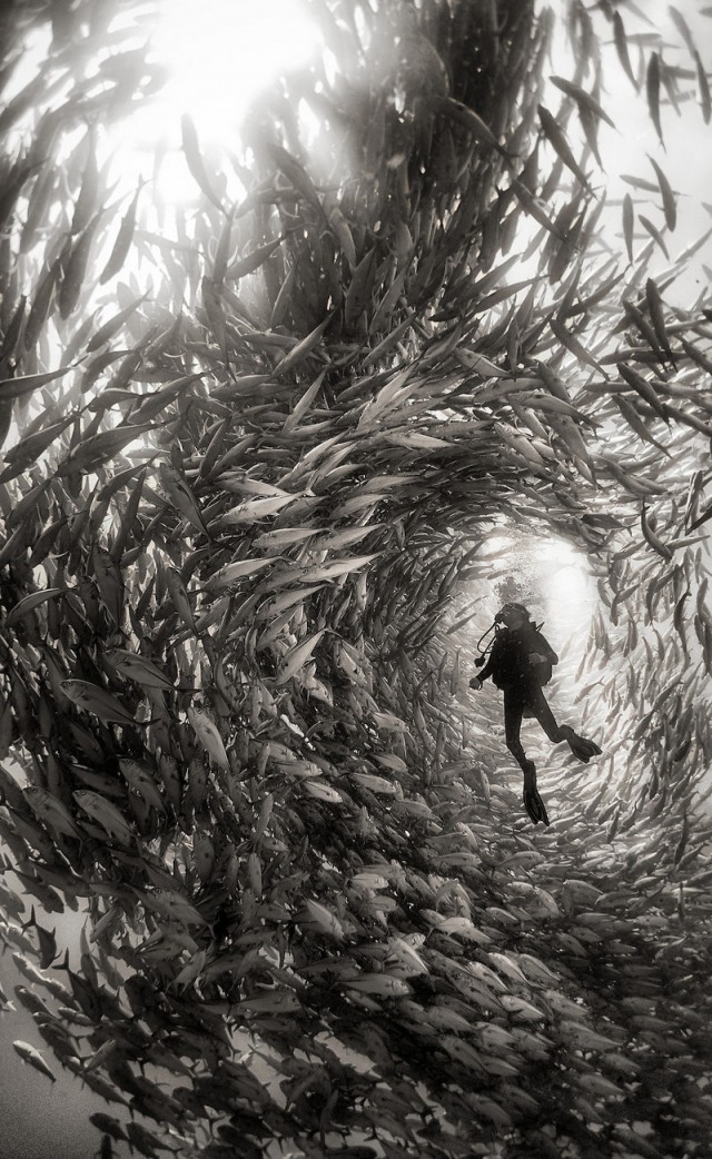 «Подводное царство»: духозахватные чёрно-белые фотографии жизни под водой