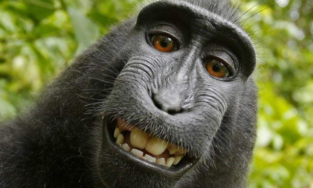 Фотограф разорился, судясь с обезьяной за авторское право на её снимок