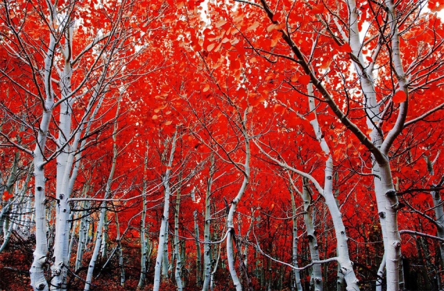 Восхитительные фотографии волшебных деревьев
