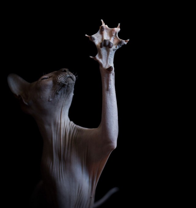 Непостижимо красивые голые кошки в фотографиях Алисии Риус
