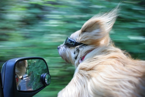 29 веселых фотографий собак, высунувших голову из автомобиля