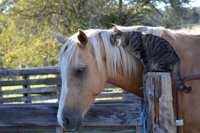 Самая странная и восхитительная дружба в мире животных