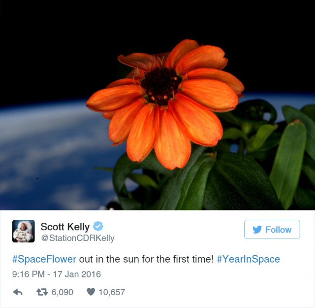 Астронавты вырастили первый цветок в космосе