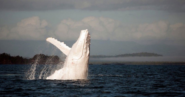Единственный в мире белый горбатый кит был замечен у побережья Австралии