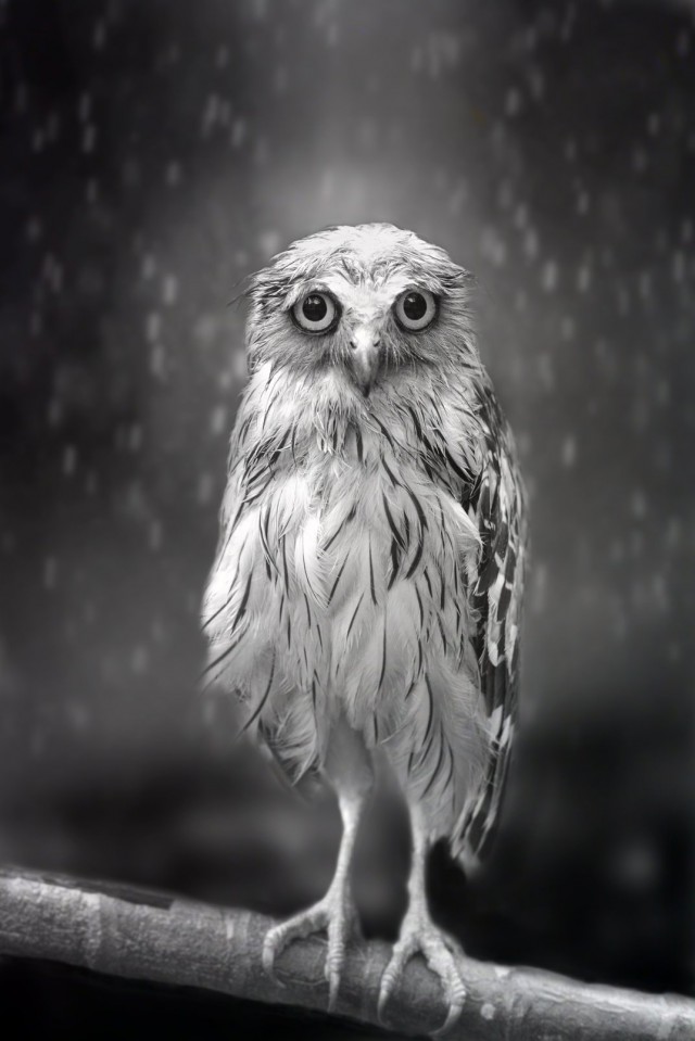 Грустная сова под дождём