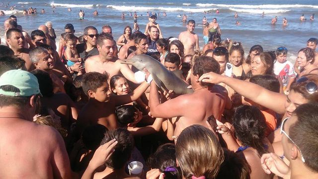 Детёныш дельфина не выжил после селфи с отдыхающими на пляже в Аргентине