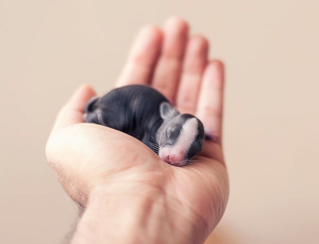 Кроличьи хроники - 30 первых дней жизни в умиляющих фотографиях