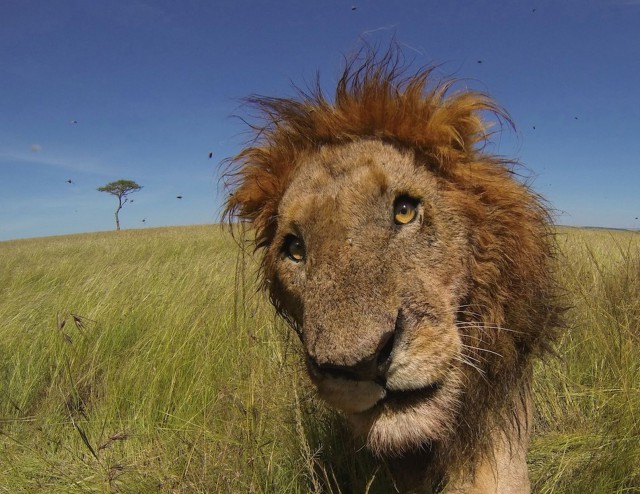 Лев осматривает фотокамеру в национальном парке Масаи-Мара, Кения