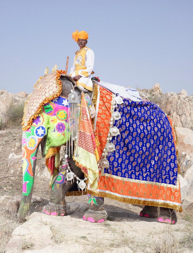 Фестиваль слонов в Индии – фотографии самых нарядных гигантских животных от Чарльза Фрегера