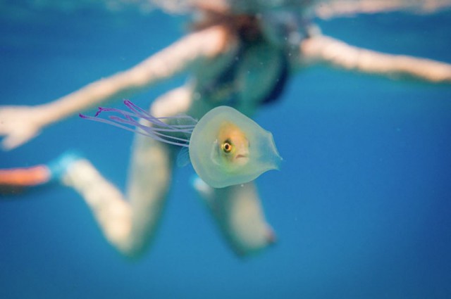 Рыба плавает внутри медузы