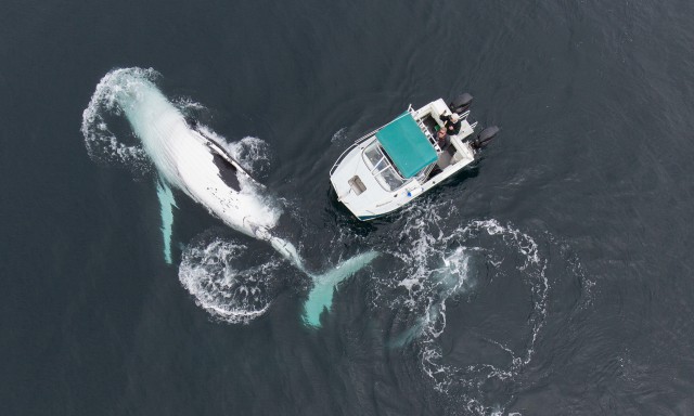 Горбатый кит и лодка
