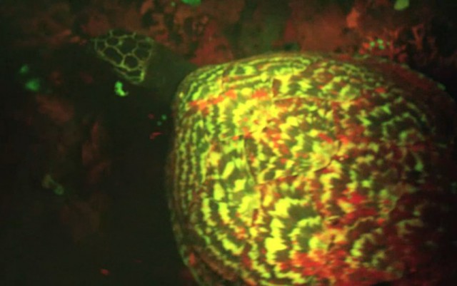 Учёные обнаружили первую в мире флуоресцентную рептилию - "светящуюся" морскую черепаху Хоксбилла