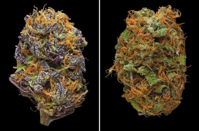 Кристаллы на марихуане легальна ли покупка семян конопли