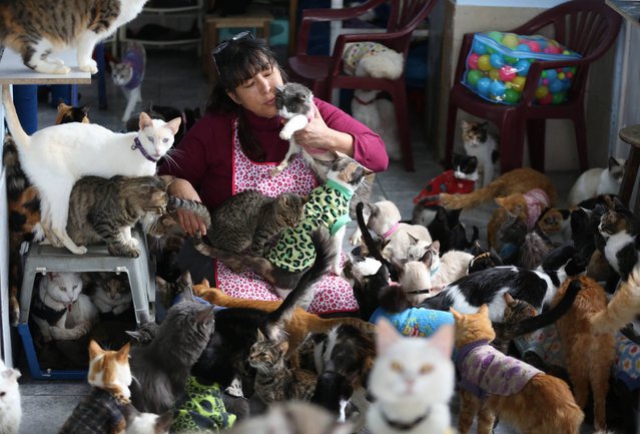 Медсестра сделала из своего дома приют для 175 кошек