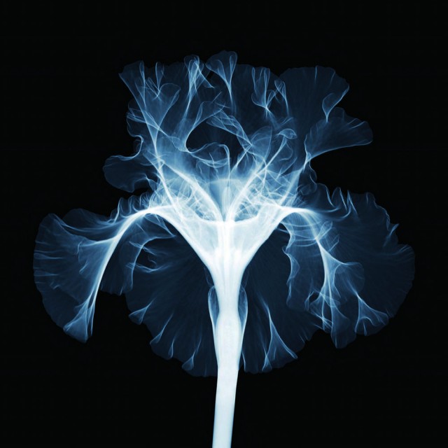 Красота в глубине: рентгеновские фотографии Ника Визи