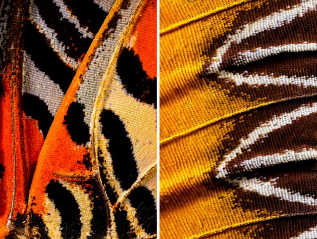 «Крылья бабочек» – микрофотографии с немыслимыми узорами