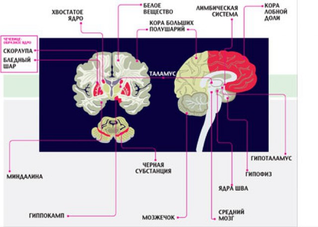 Программы и вирусы человеческого мозга