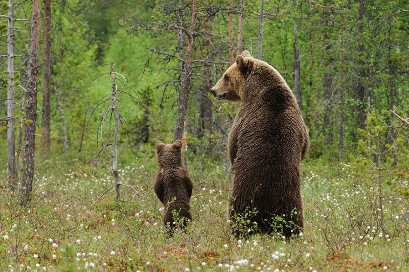 Медведицы и медвежата - 20 дивных фотографий