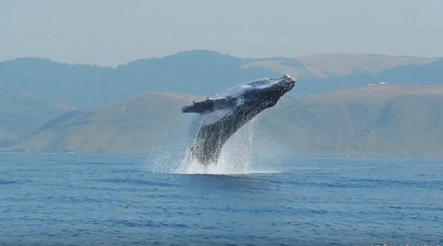 40 тонн грации и прыти: впервые сняли на видео, как горбатый кит полностью выпрыгивает из воды