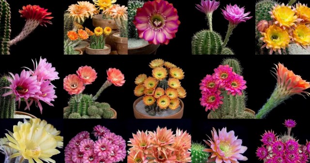 Как цветут кактусы - яркое time-lapse видео