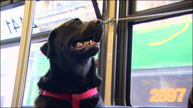 Очень независимая собака сама ездит на автобусе, чтобы погулять в парке