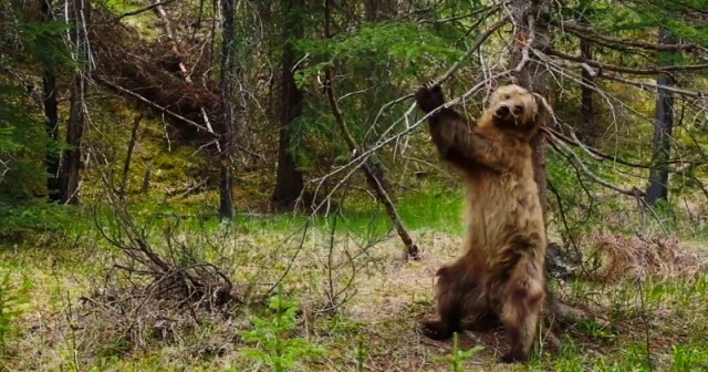 Видео: медведи гризли чешут спины о деревья под зажигательный саундтрек