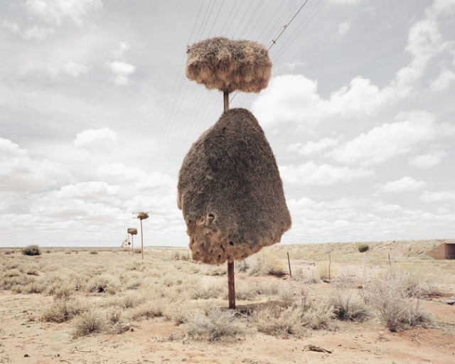 Огромные птичьи гнезда, свитые на телеграфных столбах в Южной Африке