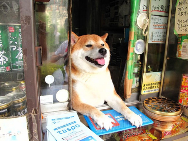 Этот пёс самый очаровательный продавец в Японии - видео