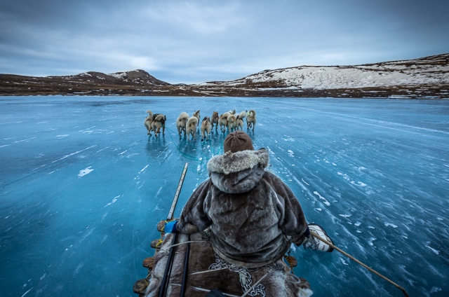 На собачьих упряжках в Гренландии
