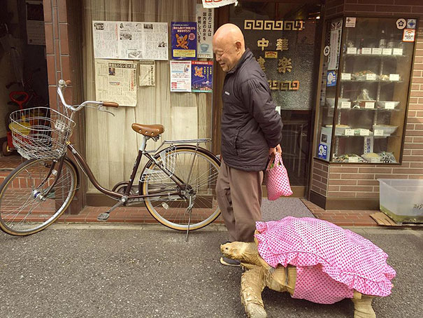 Самый терпеливый владелец питомца гуляет со своей огромой черепахой по улицам Токио-2