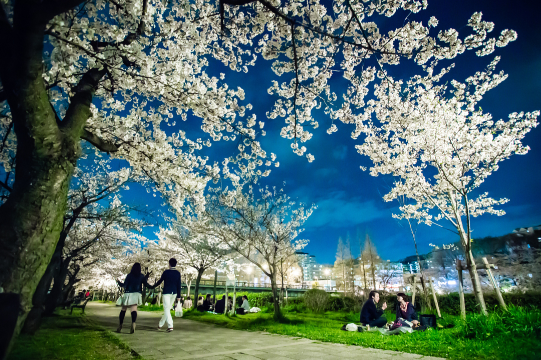 Цветущая вишня со всего мира - 35 красивых фотографий - 33