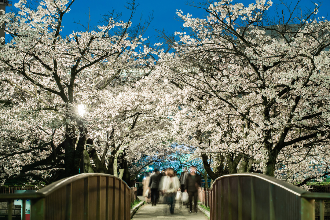 Цветущая вишня со всего мира - 35 красивых фотографий - 30
