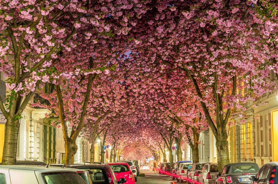 Цветущая вишня со всего мира - 35 красивых фотографий - 15