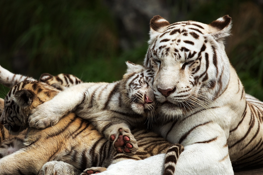 Очарование без границ - 30 фото животных, которые обнимаются